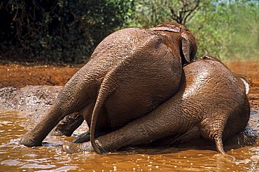 Elephant (Loxodonta africana), Sheldrick's Elephant Orphanage, orphanage for elephants, Nairobi Game Park, Kenya, Africa