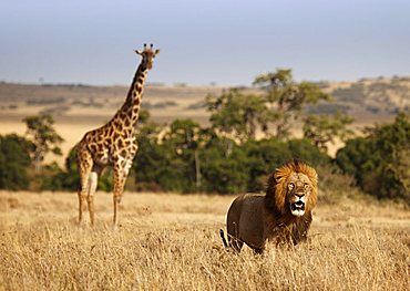 Lion (Panthera leo), hunting in front of a giraffe