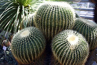 Golden Barrel Cactus (Echinocactus grusonii), public Botanical Garden of the Ruhr-University Bochum, North Rhine-Westphalia, Germany, Europe, PublicGround