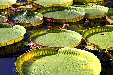 Giant Water Lily (Victoria), lily pond, public Botanical Garden of the Ruhr-University Bochum, North Rhine-Westphalia, Germany, Europe, PublicGround