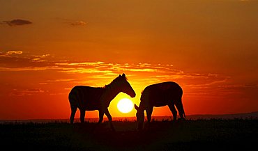 Zebras (Equus quagga) in the sunset