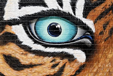 Threatening tiger eyes, graffiti on the wall of the Cologne Zoo, Cologne, North Rhine-Westphalia, Germany, Europe