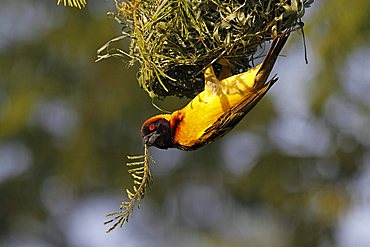 Weaver bird (Ploceidae) in the Masai Mara, Kenya, Africa