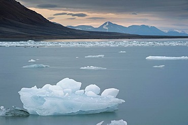 Ice floes drifting in Billefjord on a cloudy summer's day, Spitsbergen, Svalbard, Norway, Scandinavia, Europe