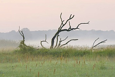 Grassland on the Elbe River, early morning, near Dessau, Middle Elbe Biosphere Reserve, Saxony-Anhalt, Germany, Europe