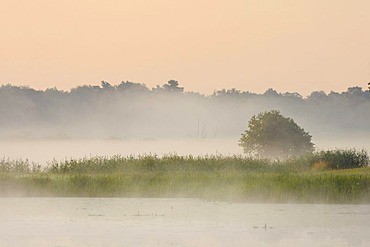 Grassland on the Elbe River, early morning, near Dessau, Middle Elbe Biosphere Reserve, Saxony-Anhalt, Germany, Europe