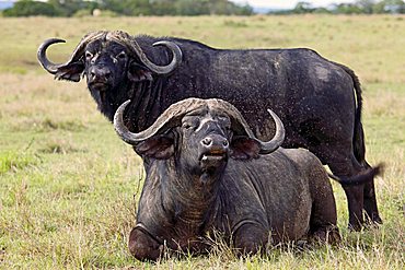 African buffalo, affalo or cape buffalo (Syncerus caffer)