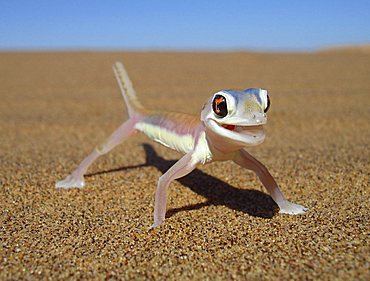 Palmato gecko, Namib desert near Swakopmund, Namibia