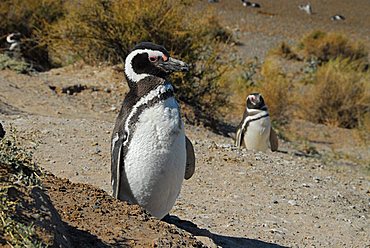 Penguin colony near Caleta Valdés (Magellan penguins), Península Valdés, Chubut province, Patagonia, Argentina