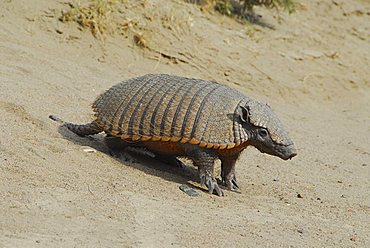 Armadillo (piche) near Punta Norte, Península Valdés, Chubut province, Patagonia, Argentina