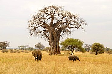 African Bush Elephants (Loxodonta africana) under a Baobab tree (Adansonia digitata), Tarangire-National Park, Tanzania, Africa