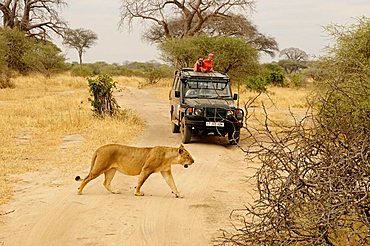 Female lion (Panthera leo) in front of a four wheel drive vehicle, Tarangire-National Park, Tanzania, Africa