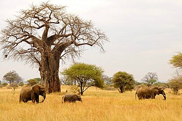 African Bush Elephants (Loxodonta africana) under a Baobab tree (Adansonia digitata), Tarangire-National Park, Tanzania, Africa