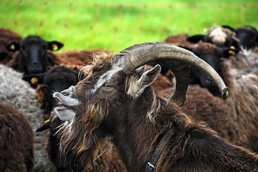 Purebred Thuringian Forest Goat baying in front of Pomeranian Coarsewool Sheep, Roegnitz, Mecklenburg-Western Pomerania, Germany, Europe