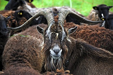 Purebred Thuringian Forest Goat in front of Pomeranian Coarsewool Sheep, Roegnitz, Mecklenburg-Western Pomerania, Germany, Europe