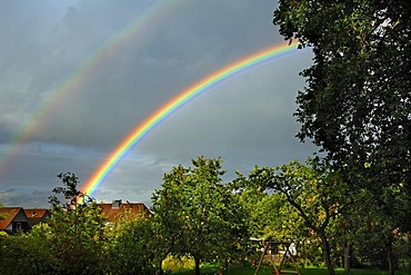 Rainbow over an orchard, Voegelsen, Lower Saxony, Germany, Europe