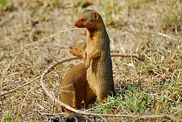 Common Dwarf Mongooses (Helogale parvula), Serengeti National Park, Tanzania, Africa