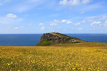 Rugged cliffs on the coast near Boscastle, National Coastwatch observation tower at the back, flowering meadow at the front, Boscastle, Cornwall, England, United Kingdom, Europe