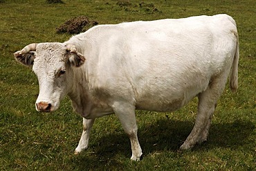 Wild-grazing Charolais cows on Dartmoor, Cornwall, England, United Kingdom, Europe