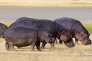 Hippopotamus (Hippopotamus amphibius), Ngorongoro crater, Ngorongoro Conservation Area, Tanzania, Africa