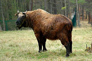 Takin, the national animal of Bhutan, Thimphu Zoo, Bhutan, Himalaya Mountains, Asia