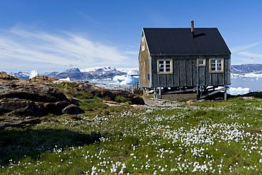 Inuit houses and cotton grass, Inuit settlement of Tiniteqilaaq, Sermilik Fjord, East Greenland, Greenland