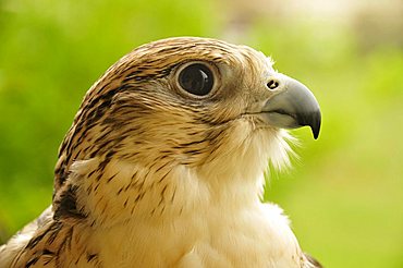 Falcon (falco) in the Abu Dhabi Falcon Hospital, Abu Dhabi, United Arab Emirates, Arabia, Middle East, Orient