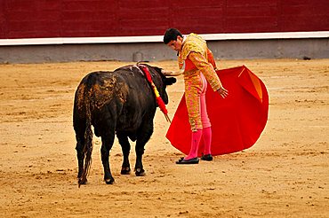 Bullfighter, matador, with a scarlet cape, muleta, and sword, estoque, in Las Ventas Bullring, Madrid, Spain, Iberian Peninsula, Europe