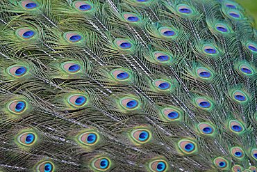 Blue Peafowl (Pavo cristatus), peacocks feather