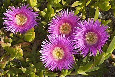 Ice plant (Carpobrotus edulis), Sardinia, Italy, Europe