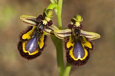 Mirror Bee Orchid (Ophrys ciliata), Sardinia, Italy, Europe