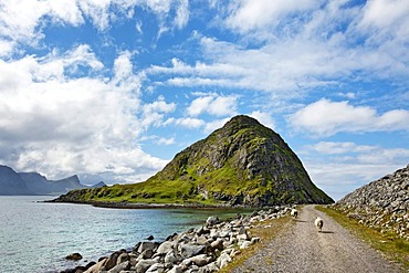 Sheep walking on a path, Vestvagoy, Lofoten, Northern Norway, Norway, Scandinavia, Europe