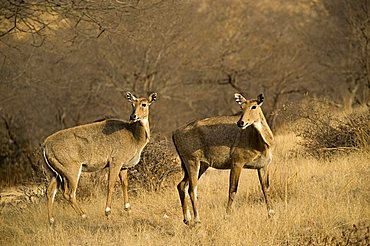 Sambar Deer (Rusa unicolor or Cervus unicolor), Ranthambore National Park, Rajasthan, India