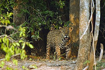 Jaguar (Panthera onca) coming out of the forest, Pantanal, Brazil