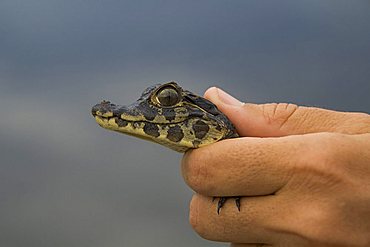 Baby Yacare Caiman (Caiman yacare), Pantanal, Mato Grosso, Brazil