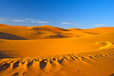 Sand dunes of Erg Chebbi, Sahara, southern Morocco, Morocco, Africa