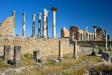 Roman ruins, ancient city of Volubilis, UNESCO World Heritage Site, Morocco, North Africa, Africa