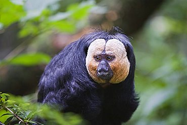 White-faced Saki also known as the Guianan Saki or Golden-faced Saki (Pithecia pithecia)