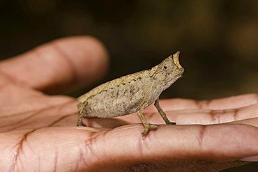 Pygmy Leaf Chameleon (Brookesia minima), Madagascar, Africa