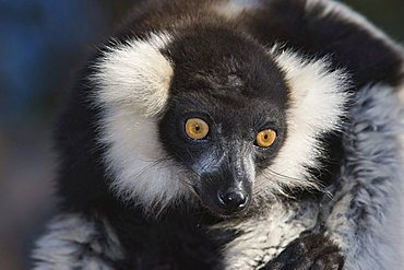 Black-and-White Ruffed Lemur (Varecia variegata), endemic, Critically Endangered, IUCN 2008, Madagascar, Africa