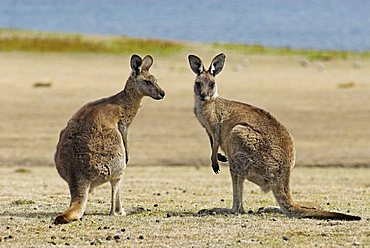 Eastern Grey Kangaroo, Macropus giganteus, Maria Island National Park, Tasmania, Australia