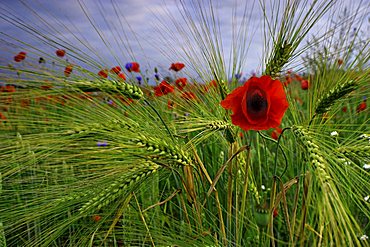 Poppy in the barley field