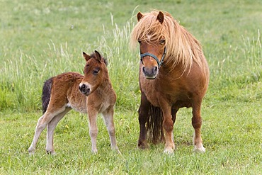 Shetland ponies (Equus ferus caballus), mare with a foal