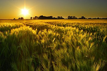 Barley field in the golden evening light