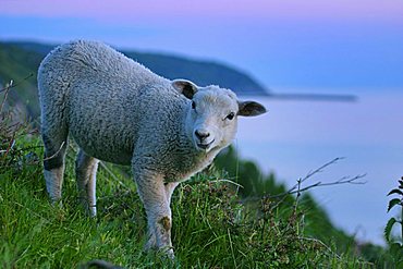 Lamb at the coast, Hammerhus, Bornholm, Denmark