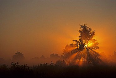 Foggy atmosphere on a late summer morning