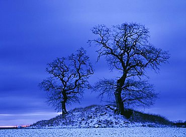 Hill with oaks