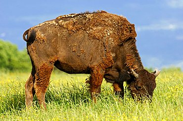 American Bison (Bison bison) in change of coat from winter to summer