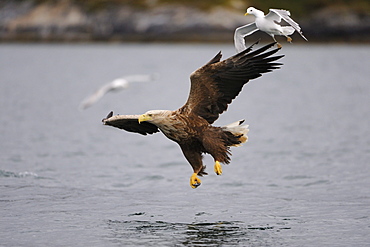 White-tailed Eagle or Sea eagle (Haliaeetus albicilla) and Common Gull or Mew Gull (Larus canus) hunting together, Flatanger, Nordtrondelag, Norway, Scandinavia, Europe