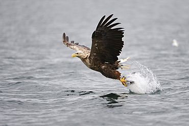 White-tailed Eagle or Sea eagle (Haliaeetus albicilla) gripping its prey in flight, Flatanger, Nordtrondelag, Norway, Scandinavia, Europe